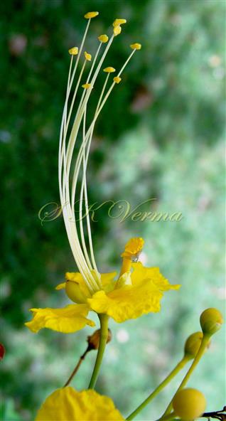  Stamens